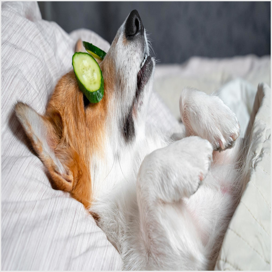 Featured pet care product reviews, trends, insights, offers and more from 1KindTV